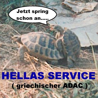 Griechische Schildkröten vermehren